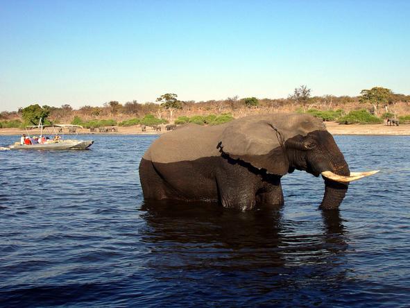 Affordable Zambezi & Chobe Safari