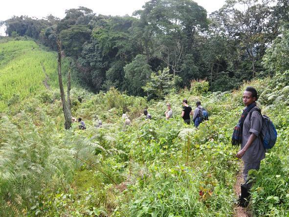 Exciting Gorilla Trekking Adventure