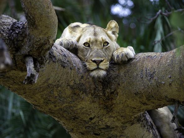 Busanga Bush Camp - lioness