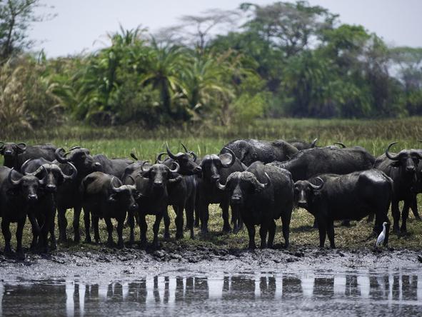 Busanga Bush Camp - buffalo around water source