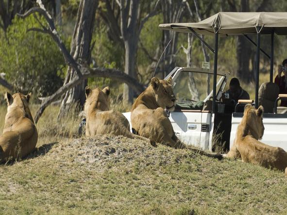 Camp Moremi - lion sighting
