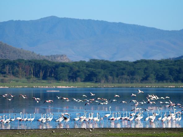 Kiangazi House, Birdlife