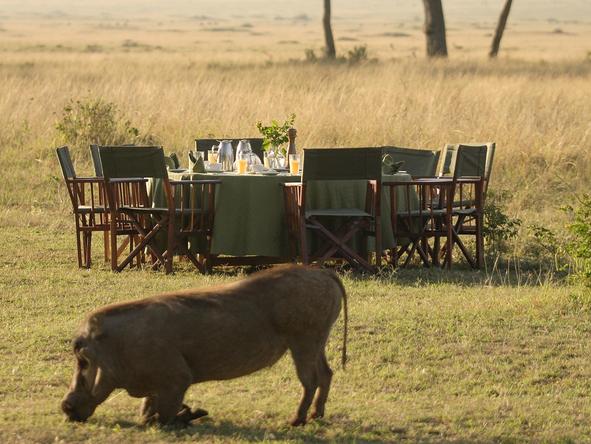 Governors' Camp - warthog grazing