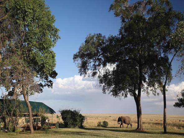 Governors' Camp - exterior 2 + elephant