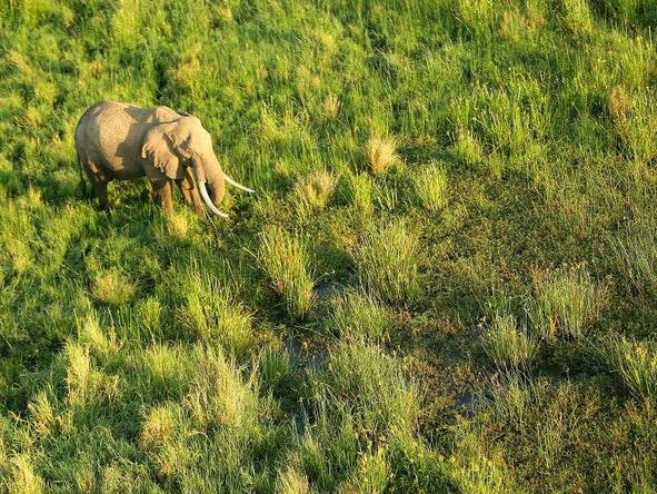 Little Governors' Camp  - elephant