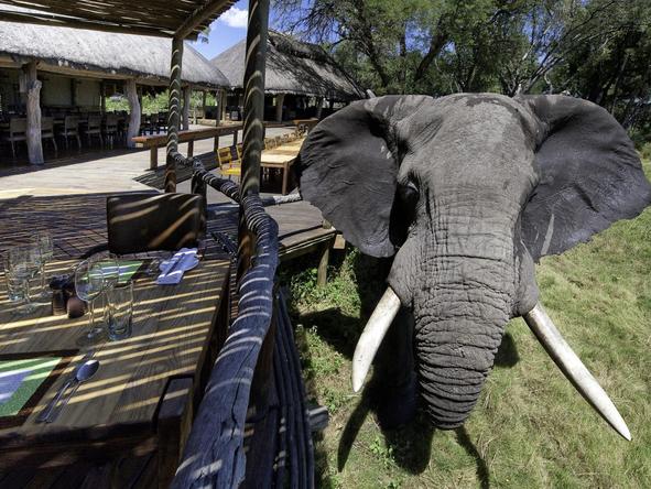 Mombo Camp - elephant