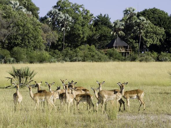Kwetsani Camp - safari