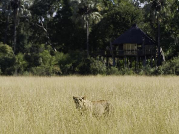 Kwetsani Camp - wilderness