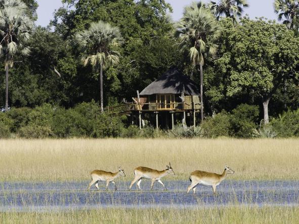 Kwetsani Camp - buck