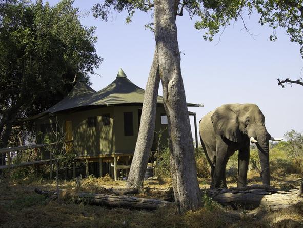 Little Vumbura - elephant