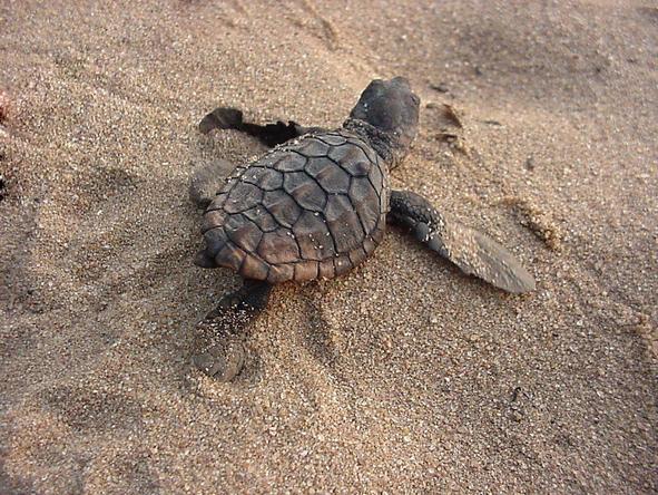 Thonga Beach Lodge - turtle