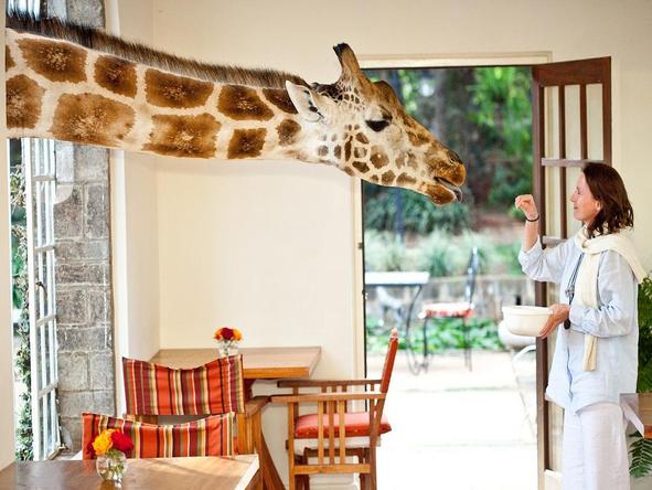 The Giraffe Manor - giraffe feeding