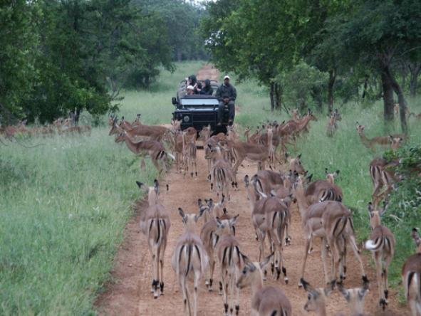 Shumbalala Lodge - game drive