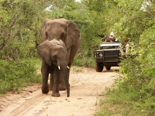 Shumbalala Lodge - elephant