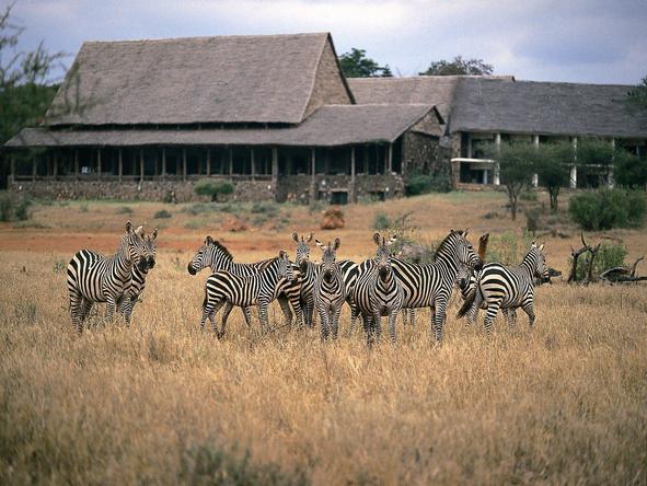 Kilaguni Serena Safari Lodge - zebra