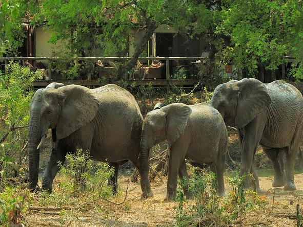 Tintswalo Safari Lodge - elephants