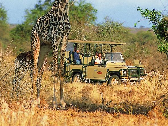 Amboseli Porini Camp - giraffe