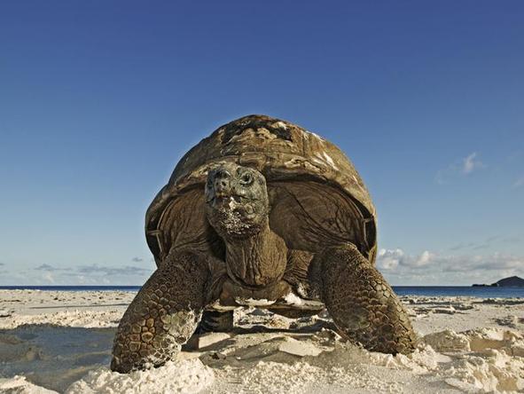 Cousine Island Hideaway - turtle