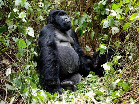 Sabyinyo Silverback Lodge - gorilla trekking