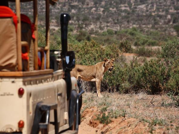 Saruni Samburu - wildlife