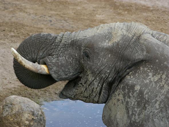 Leroo La Tau  - elephant