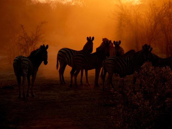 Leroo La Tau  - zebras at sunset