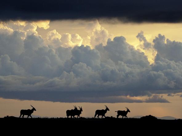 Chelinda Lodge - antelope against skyline