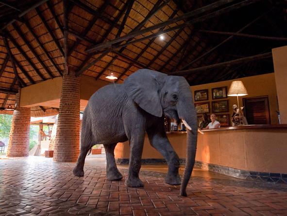 Mfuwe Lodge - reception + elephant