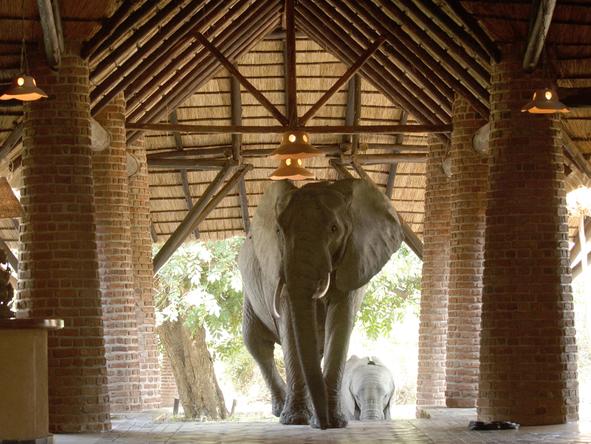 Mfuwe Lodge - elephant at entrance