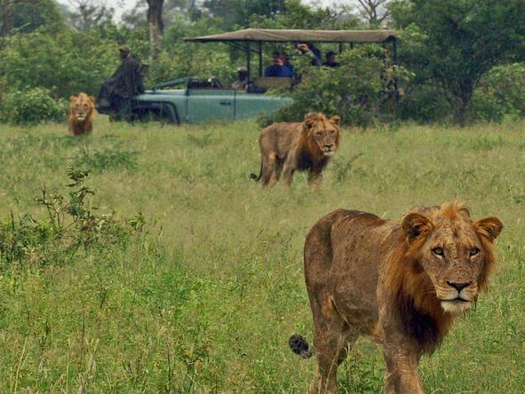 Lukimbi Safari Lodge - lion