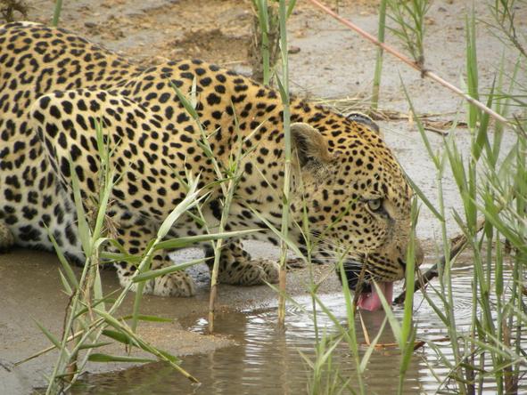 Rattray's on Mala Mala - drinking leopard