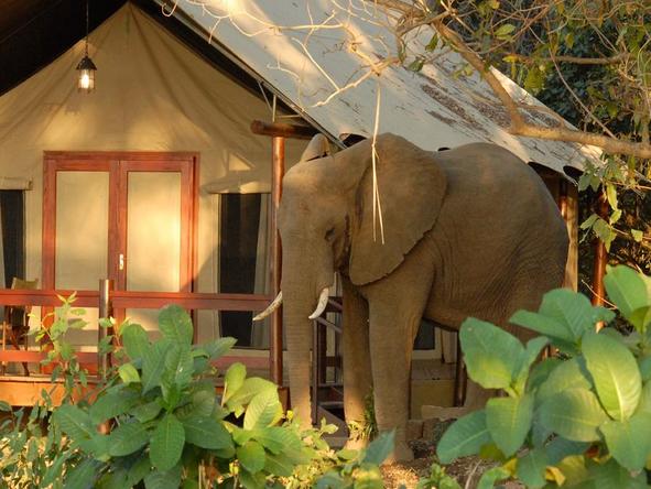 Lugenda Wilderness Camp - elephant next to camp