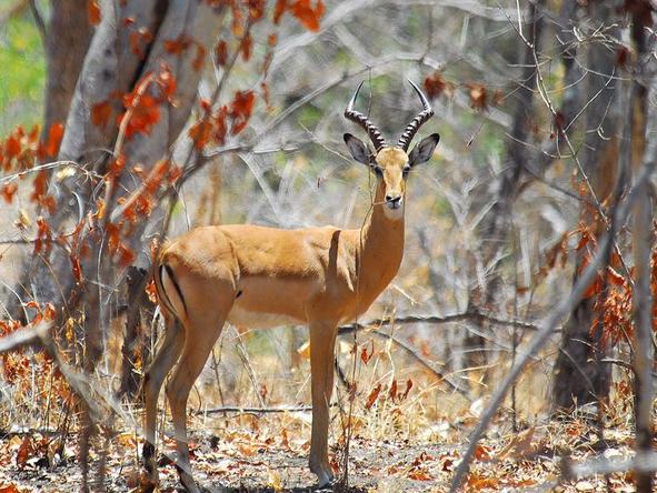 Lugenda Wilderness Camp - a young male impala