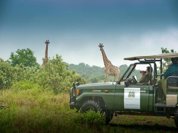 Makakatana Bay Lodge - giraffe