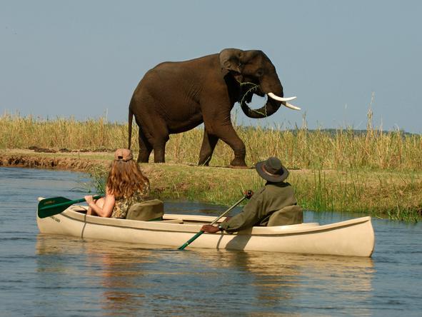 Chiawa Camp - Wildlife 2