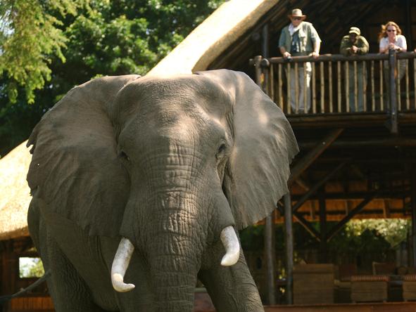 Chiawa Camp - Wildlife