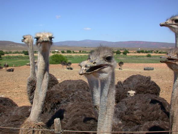Mooiplaas Guest House - ostriches