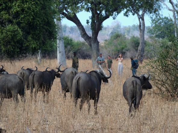 Mwaleshi Bush Camp - buffalo