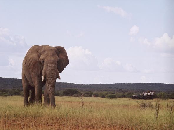 Makanyane Safari Lodge - elephant