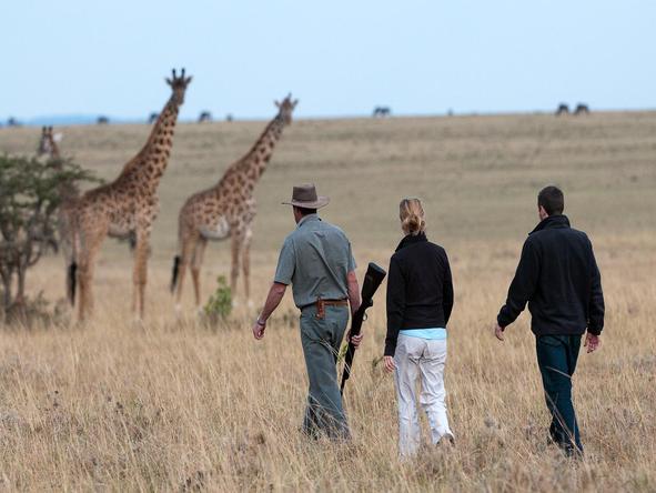 Mara Plains - guests with giraffes