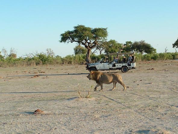 Savute Safari Lodge - game drive with lion
