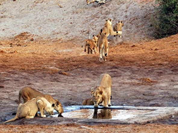 Savute Safari Lodge - lion pride at waterhole