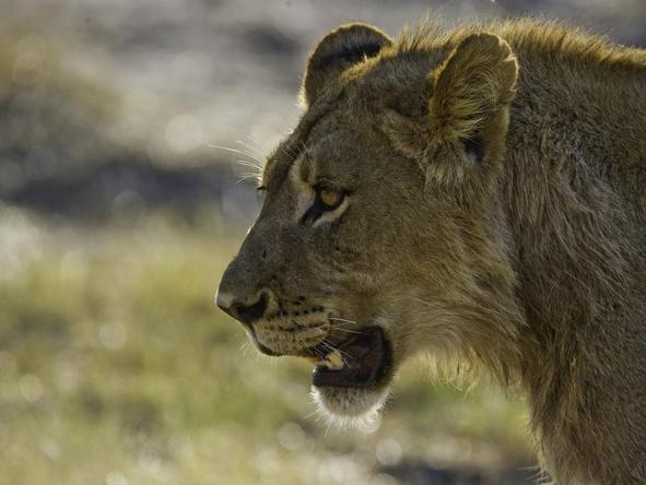 Little Makalolo - Lioness