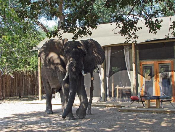 Ruckomechi Camp - Elefant in Camp 