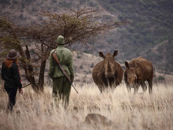 Lewa Safari Camp - Bush Walk 