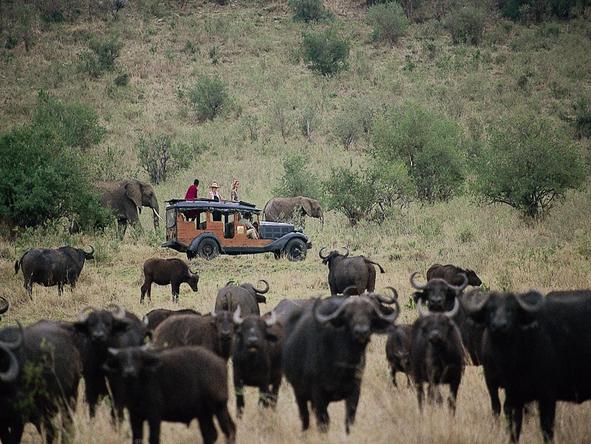 Cottars 1920's Safari Camp - Game Drive