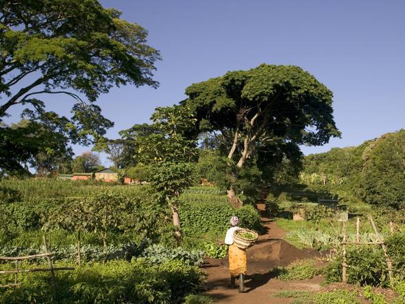 Gibbs Farm General - nature 