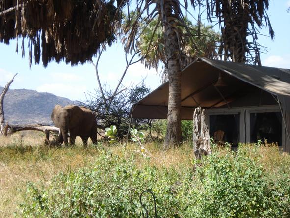 Elephant Bedroom Camp - Wild visiter 