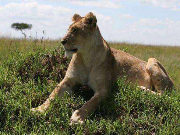 Kilima Camp-Wildlife2