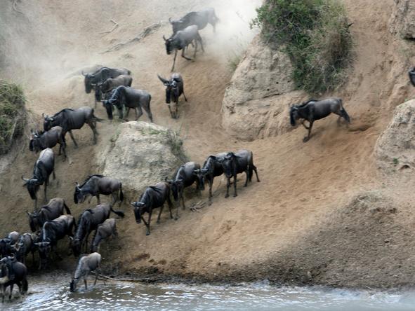 Kilima Camp-Wildlife